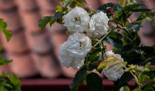 Hvite blomster fra hagen i Dokken.