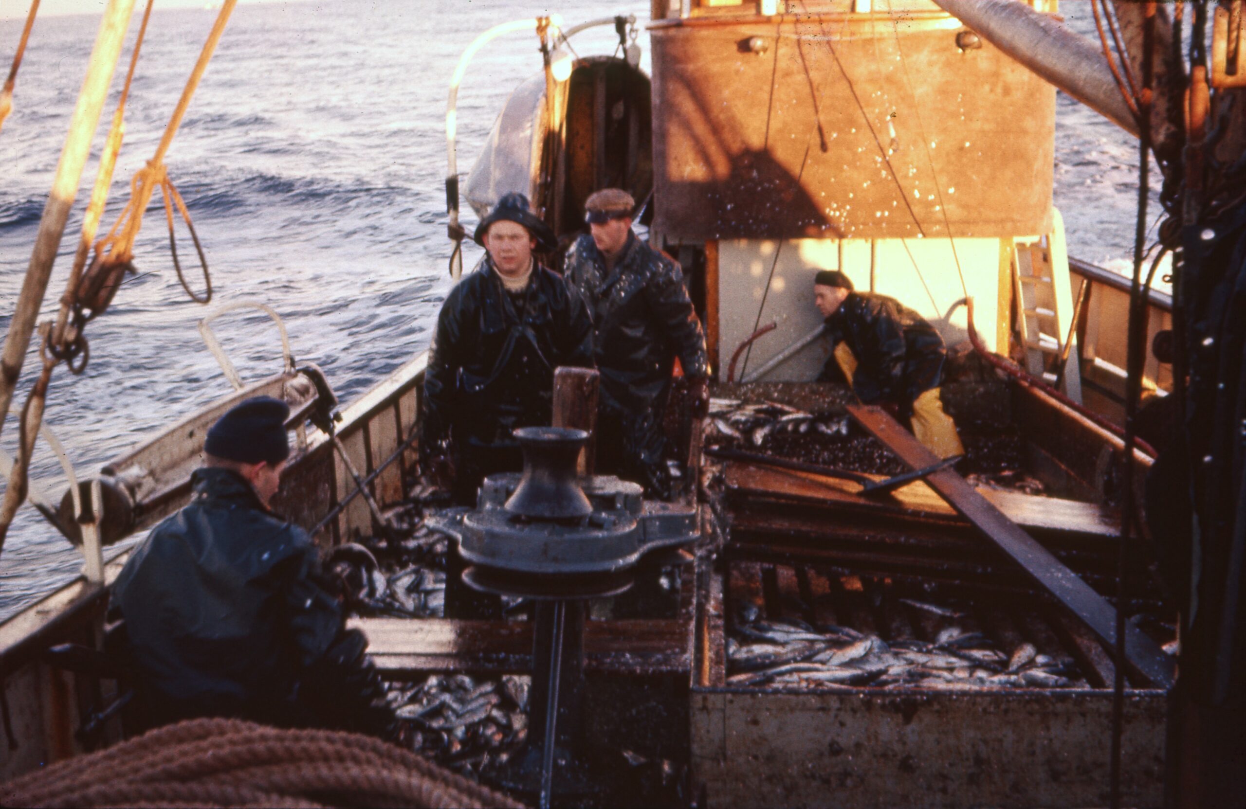 Foto: Arne N. Thorsen, 1961. Sildefiske med MS Røvær. Haugalandmuseet, MHB-F.014859-17