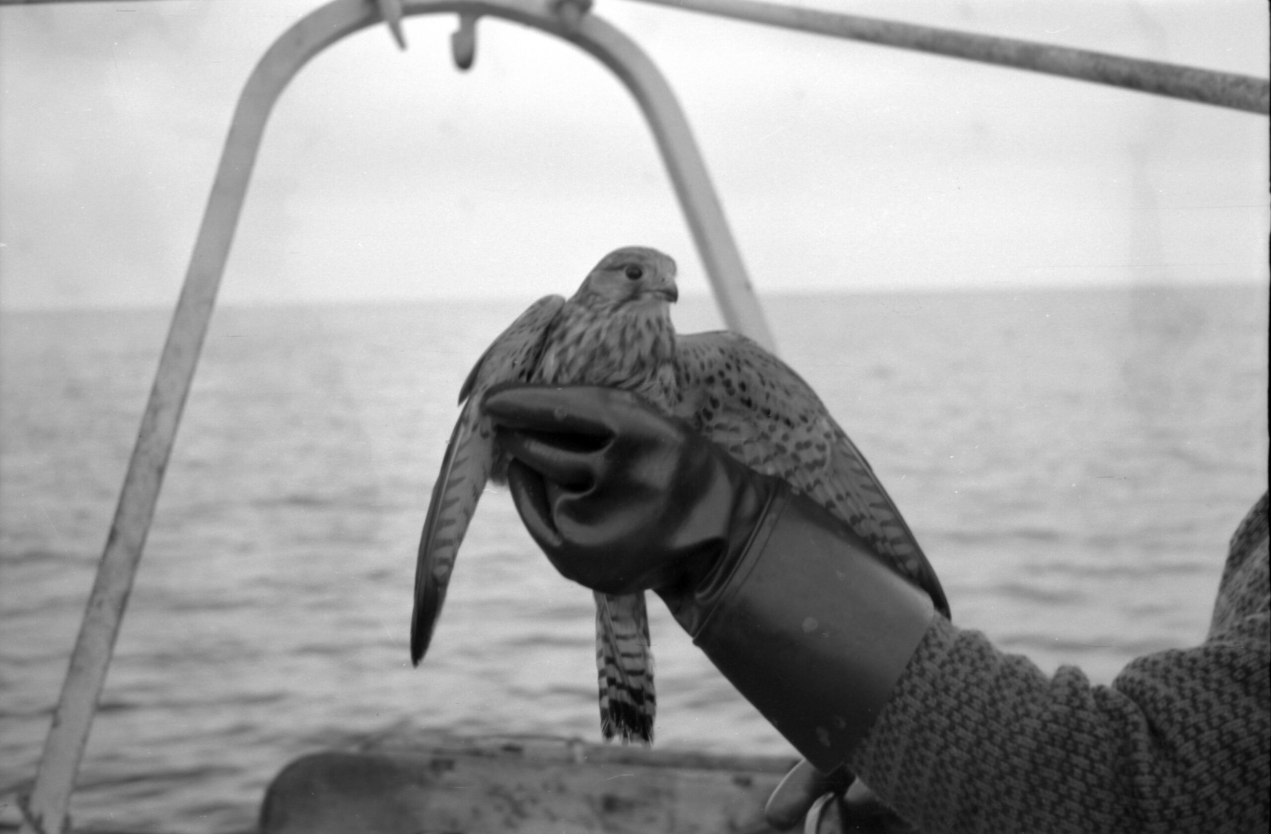 Foto: Arne N. Thorsen. Haugalandmuseet, MHB-F.014874-05.