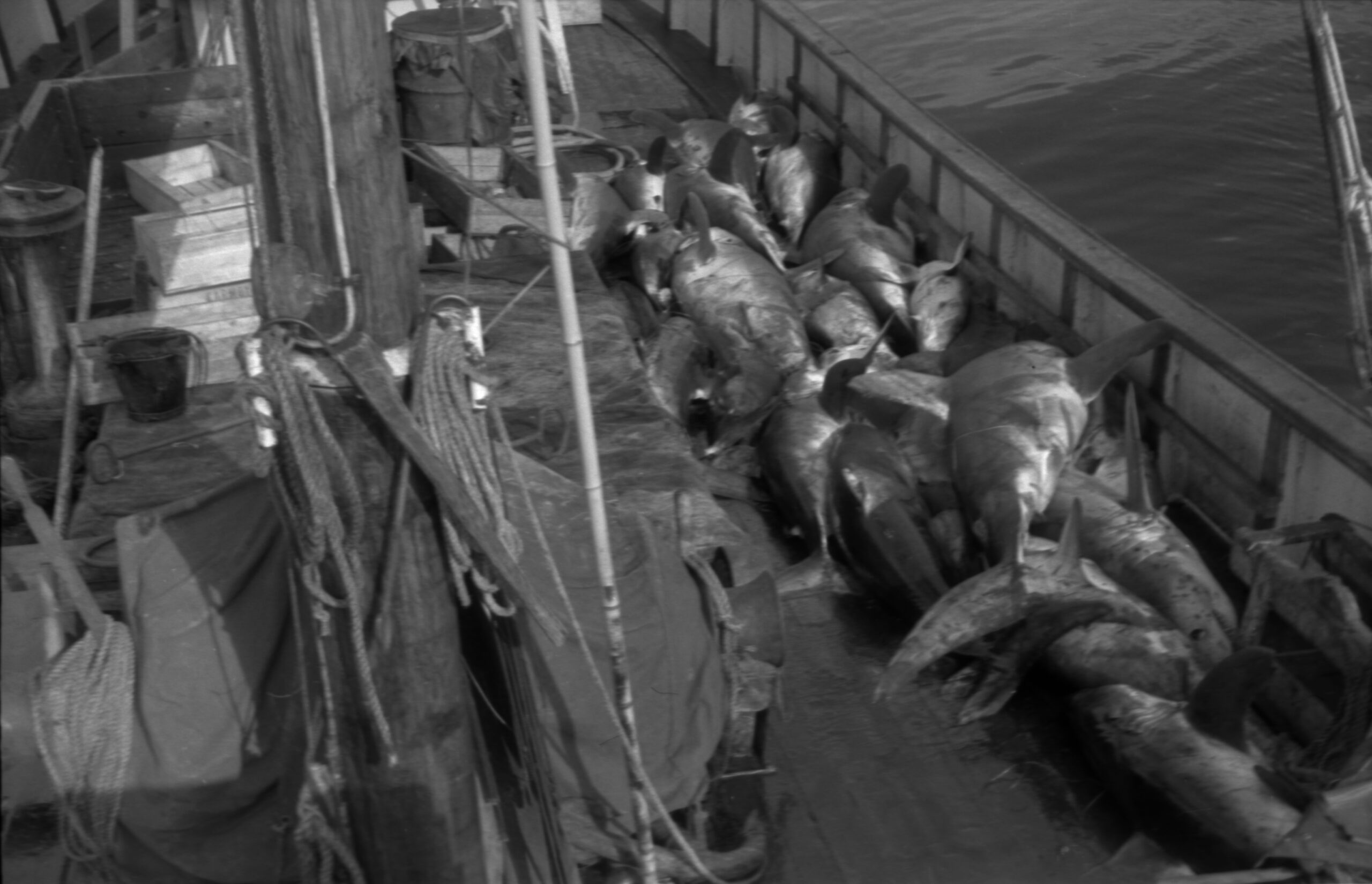 Foto: Arne N. Thorsen. Håbrannfiske. Haugalandmuseet, MHB-F.014877-15.