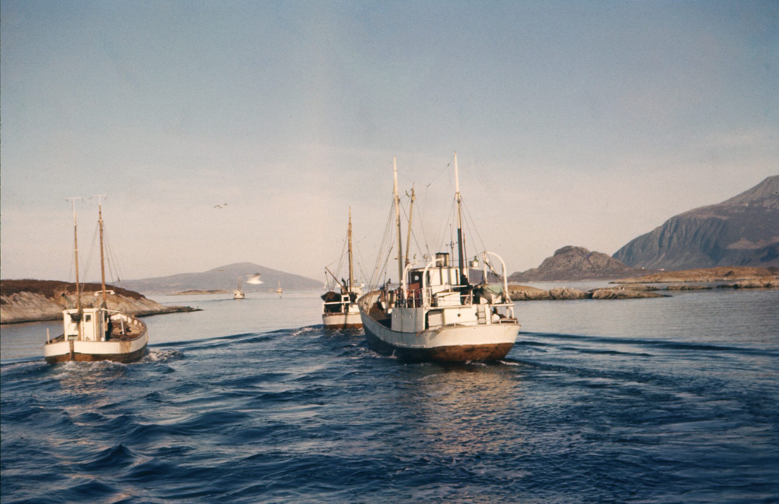 Fiskeskøyter på storsildfiske nord for Ålesund. Foto: Arne N. Thorsen, 1961. Haugalandmuseet/MHB-F.014859-19