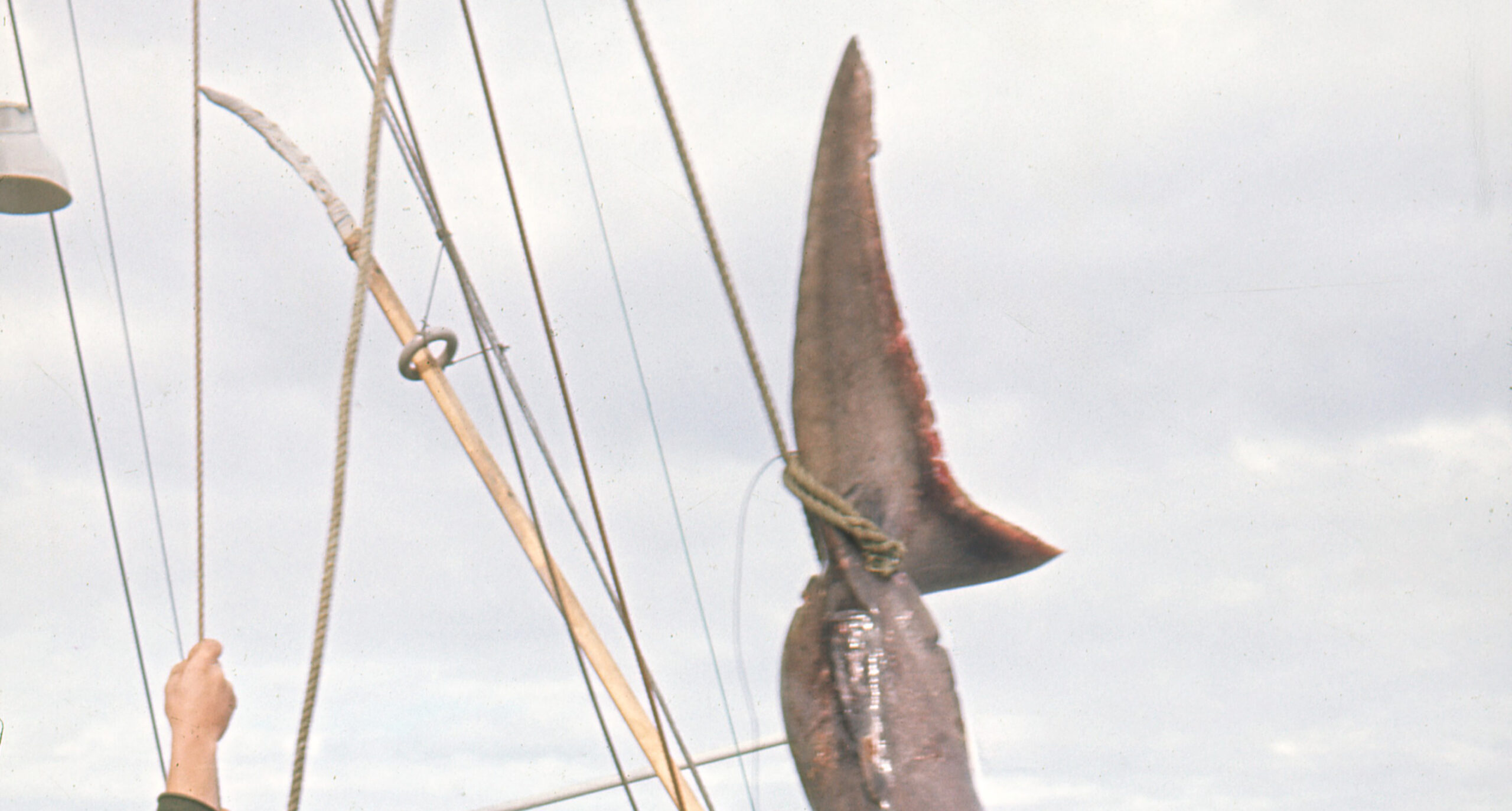 MHB-F.014861-16 – Kopi